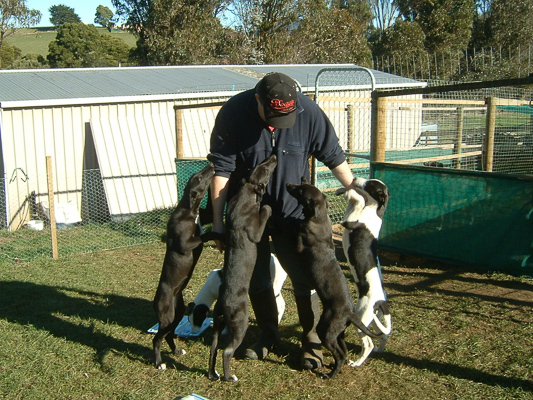 greyhounds