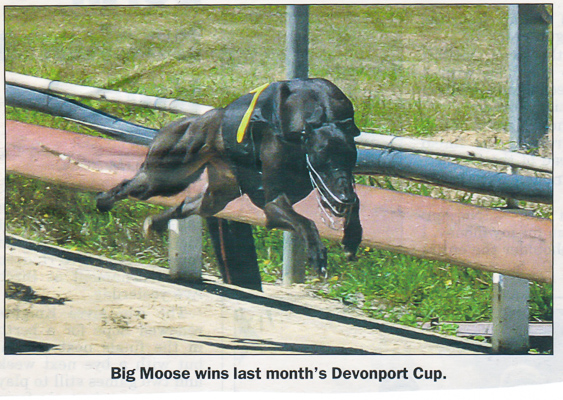 Big Moose 2008 Devonport Cup