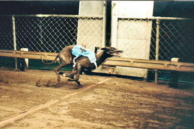 Highland Summer winning Miss Tasmania Stakes T.C.A. 31071980