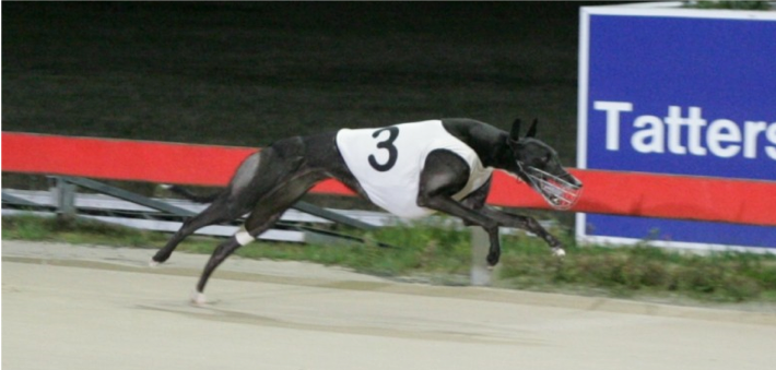 Bell Haven winning the 2013 Chinatown Lad at Hobart