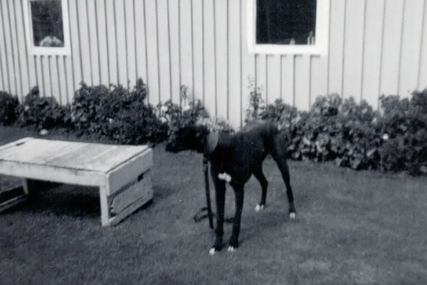 The champ in his Bowden Street backyard