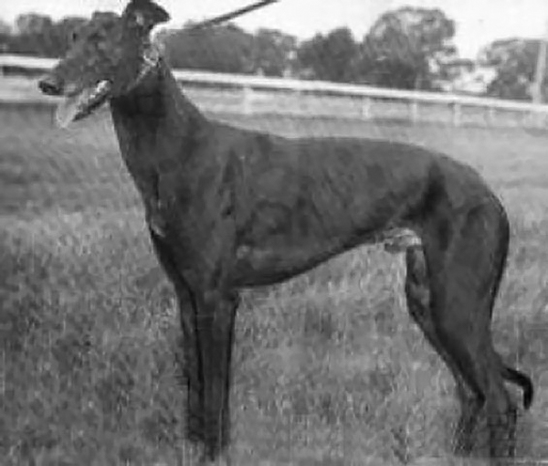 new Greyhound_Rocket_Jet-big